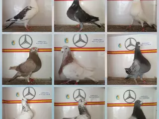 Palomas buchones