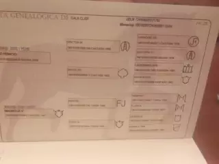 Potro 30 meses
