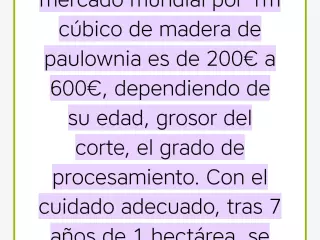 Plantones de Paulownias para Maderable