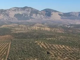 FINCAS RUSTICAS EN OLIVAR EN INTENSIVO  SUPERINTENSIVO ESPA