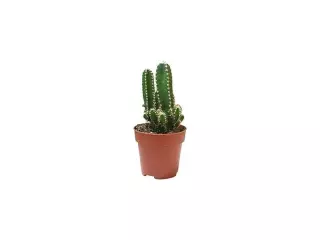 Pilosocereus Chrysosthele En Maceta De 13 Cm