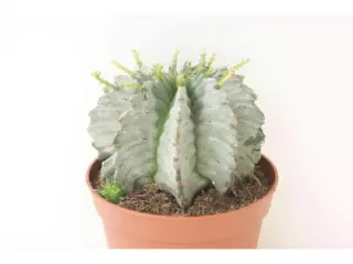 EUPHORBIA HORRIDA ALBA EN MACETA DE 13 CM