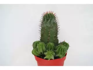 EUPHORBIA HORRIDA EN MACETA DE 13 CM