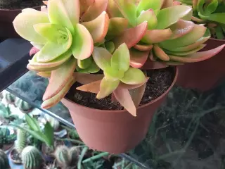 Crassula capitellla campfire en maceta de 13cm