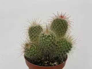 Mammillaria Magnifica en Maceta de 13 cm
