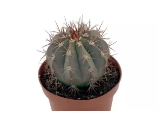 Melocactus Matanzanus En Maceta De 13 Cm