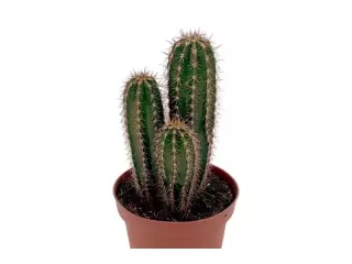 Pachycereus Pecten Arboriginum en Maceta de 13 cm