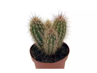 Pachycereus Pringlei en Maceta de 13 cm