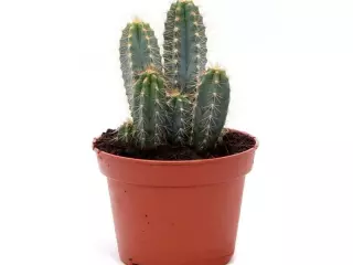 Pilosocereus Azureocereus En Maceta De 13cm