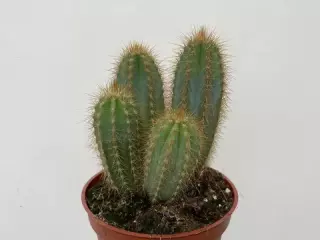 PILOSOCEREUS PACHYCLADUS EN MACETA DE 13 CM