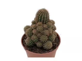 Rebutia Nigrispina En Maceta De 13 Cm