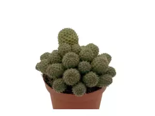 REBUTIA NITIDA EN MACETA DE 13 CM