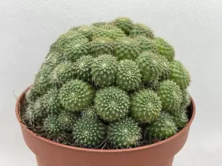 REBUTIA PERPLEXA EN MACETA DE 13 CM