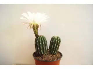 Trichocereus Grandiflorus en Maceta de 13 cm