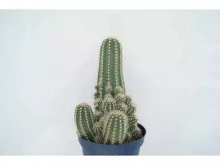 TRICHOCEREUS HUASCHA EN MACETA DE 13 CM