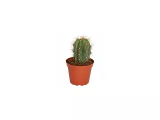Trichocereus Pasacana En Maceta De 13CM