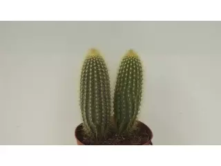 VATRICANIA GUENTHERII EN MACETA DE 13 CM