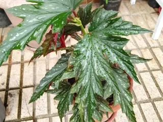 Se venden plantas de interior y exterior
