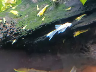 Gambas neocaridinas 9 lineas