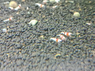 Gambas neocaridinas y caridinas