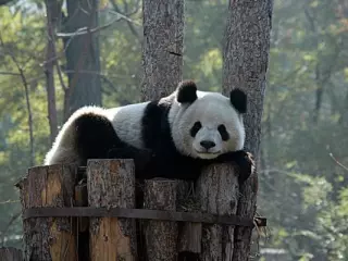 Viaja por Chengdu con comodidad, estilo y sostenibilidad con un conducto