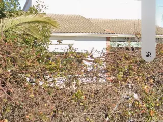 Se ofrece habitación gratis a señora mayor