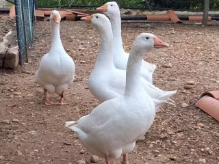 Ovos fértiles de OCAS AMPURDANESAS delta del Ebro