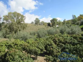 Building Plot en Benajarafe