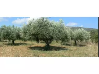 Building Plot en Ronda