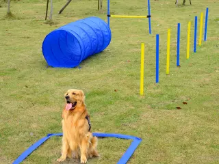 Set Entrenamiento Agility Agilidad Perros