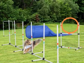 Set de Entrenamiento de Agilidad para Perros con Ø60x300 cm Túnel Juego de Salto Obstáculos y Bolsa de Transporte Incluida Blanco y Azul