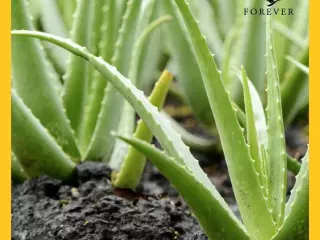 Gel de baño de aloe vera con aceite de argán: Body Wash