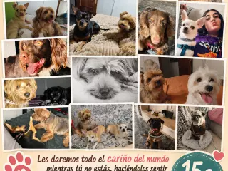 Thor y sus Amigos  "Cuidado de perritos)