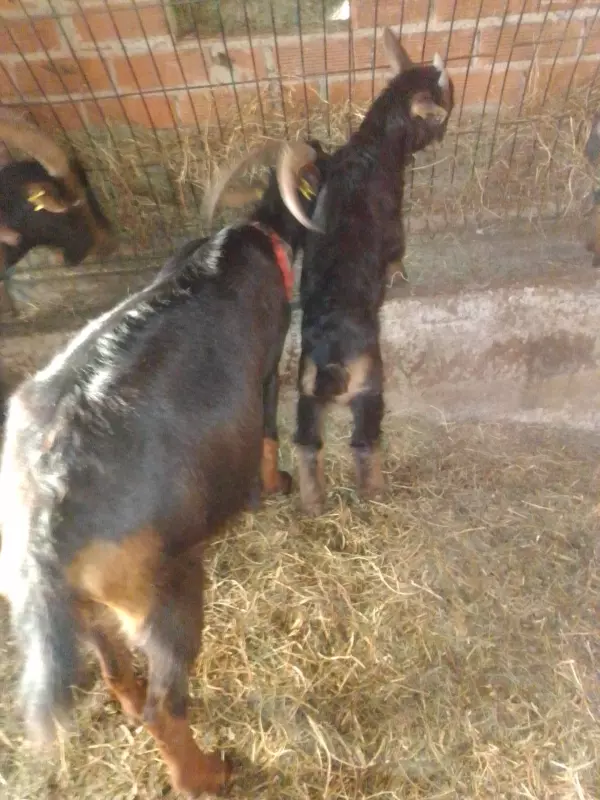 Cabrito azpigorry en Asturias