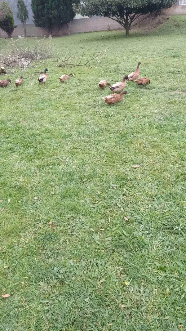 Patos kakis