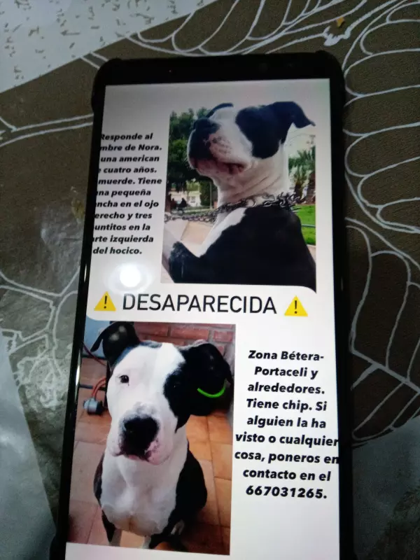 Pérdida perra en Bétera
