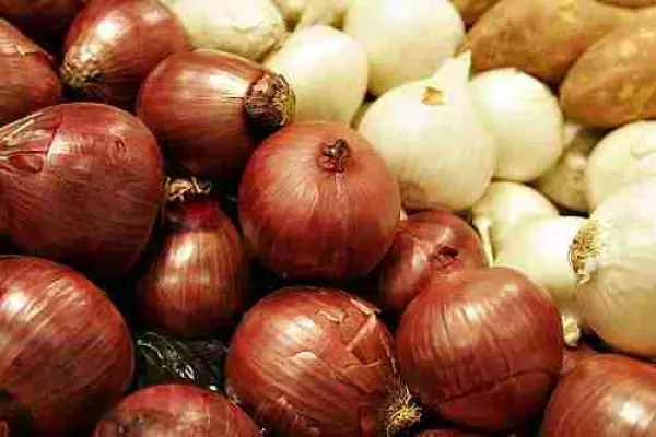 Se venden cebollas variedad lunera