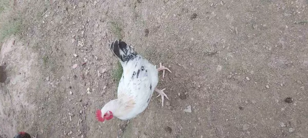 Gallinas camperas