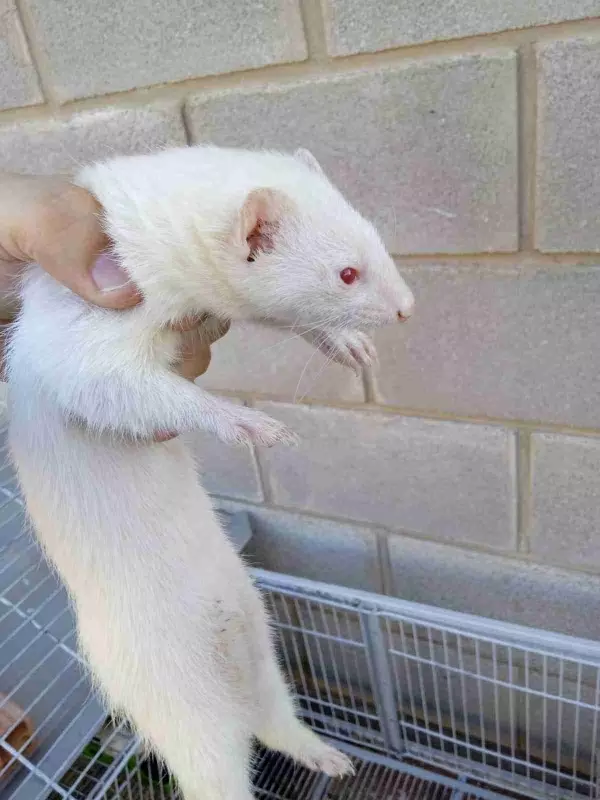 HURONES ALBINOS ZARAGOZA Y ALREDEDORES