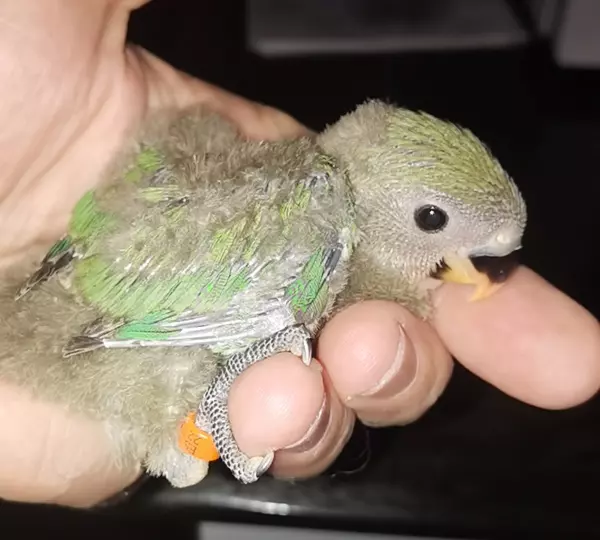 Agaporni papillero para novatos