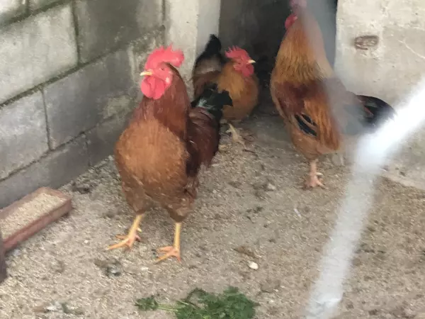 Se venden pollos de campo