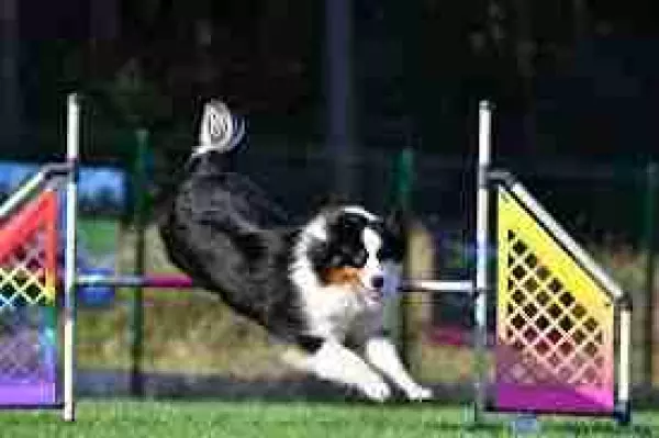 Adiestramiento canino