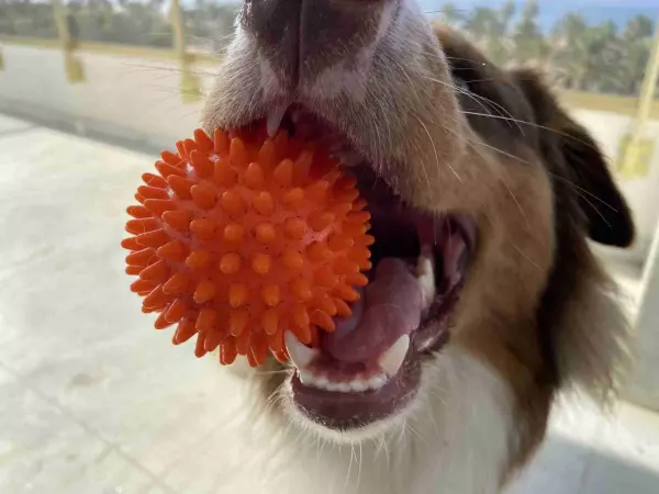 SALOU PERROS &amp; GATOS RESIDENCIAL 5*****