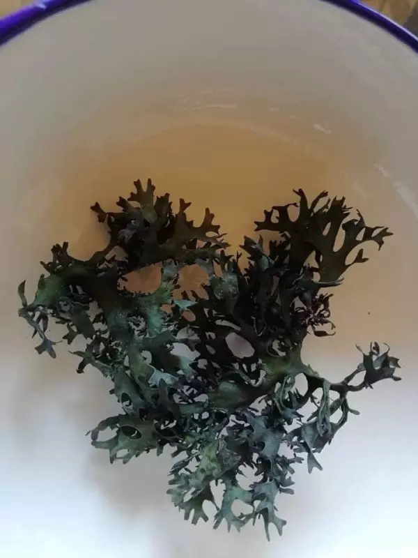 CHONDRUS CRISPUS SEA MOSS IRISH MOSS