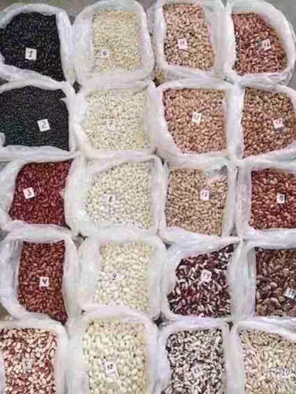 Vendemos frijoles comerciales al por mayor.