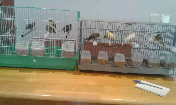 VENDO CANARI@S