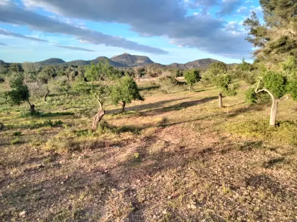 Rural building plot with project