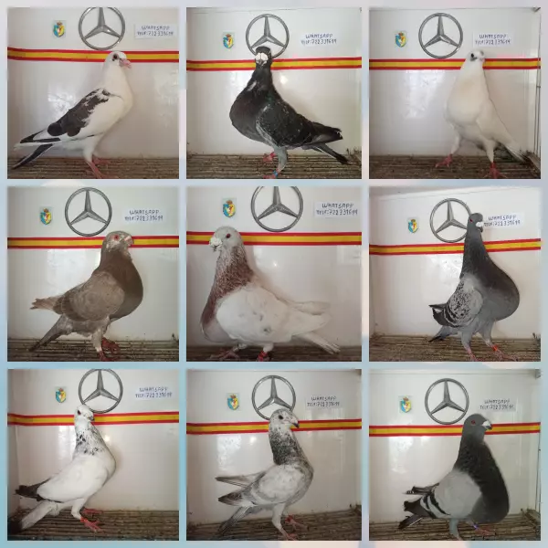 Palomas buchones