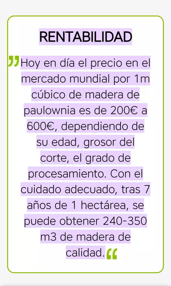 Plantones de Paulownias para Maderable