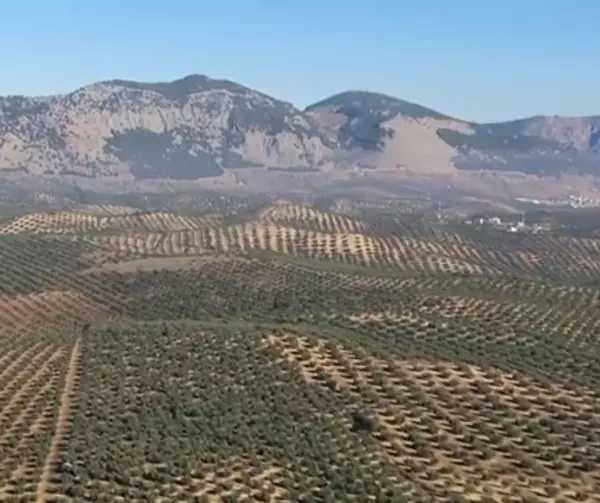 FINCAS RUSTICAS EN OLIVAR EN INTENSIVO  SUPERINTENSIVO ESPA